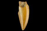 Raptor Tooth - Real Dinosaur Tooth #124794-1